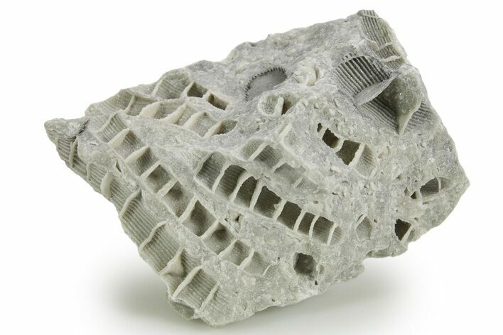 Silurian Dolostone w/ Sparkling Fossil Coral (Fletcheria) - Ohio #362631